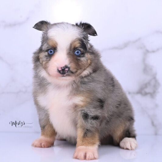 Australian Shepherd Puppies Pigeon 5 Weeks73
