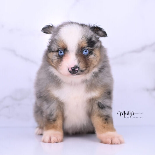 Australian Shepherd Puppies Pigeon 6 Weeks59