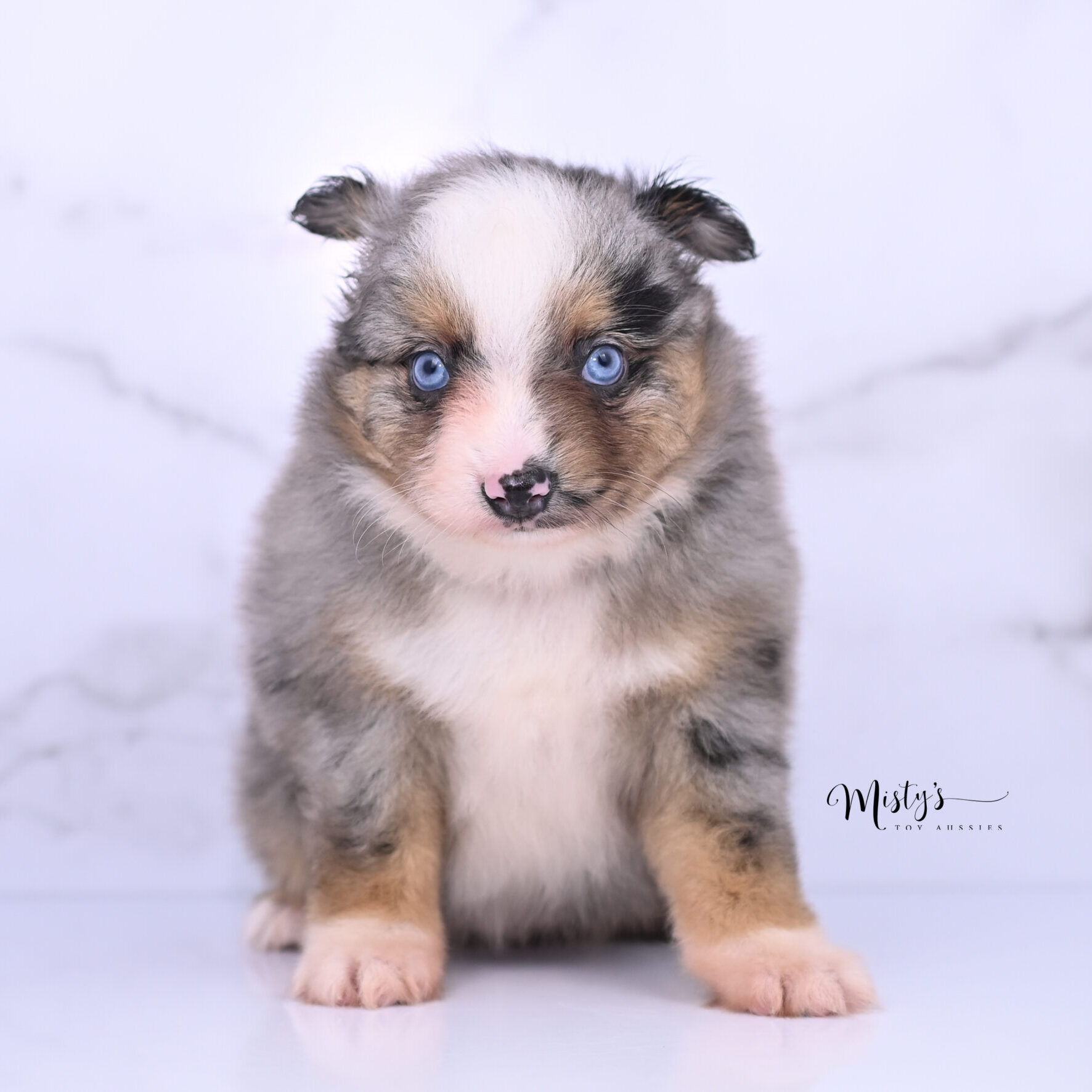 Australian Shepherd Puppies Pigeon 6 Weeks59