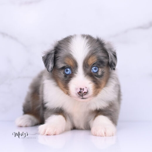 Australian Shepherd Puppies Pipkin 5 Weeks68