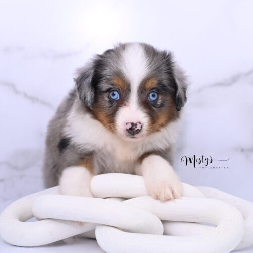Australian Shepherd Puppies Pipkin 6 Weeks05
