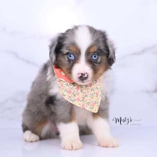 Australian Shepherd Puppies Pipkin 6 Weeks30