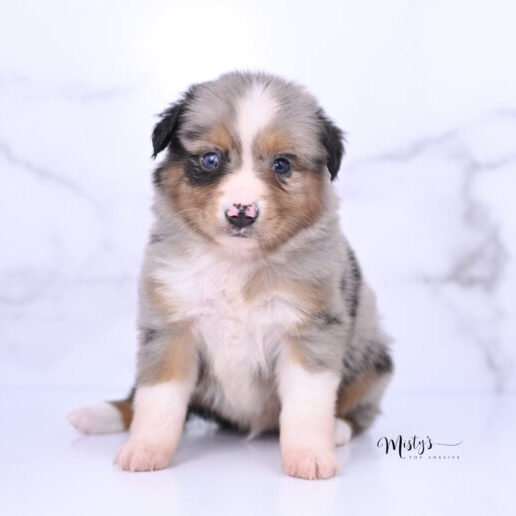 Australian Shepherd Puppies Pockets 5 Weeks84