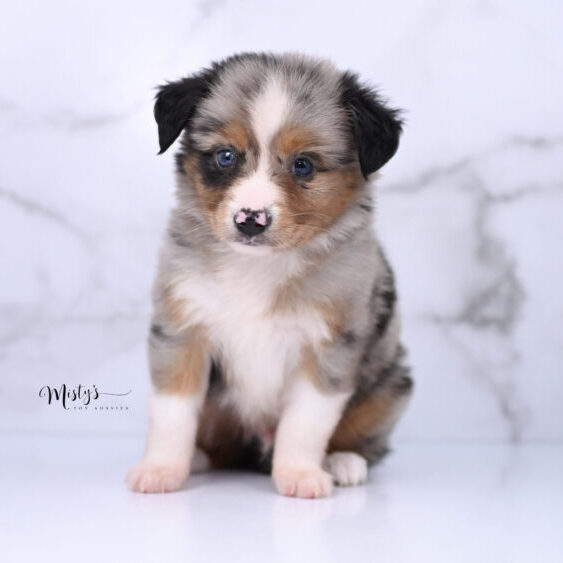 Australian Shepherd Puppies Pockets 6 Weeks48
