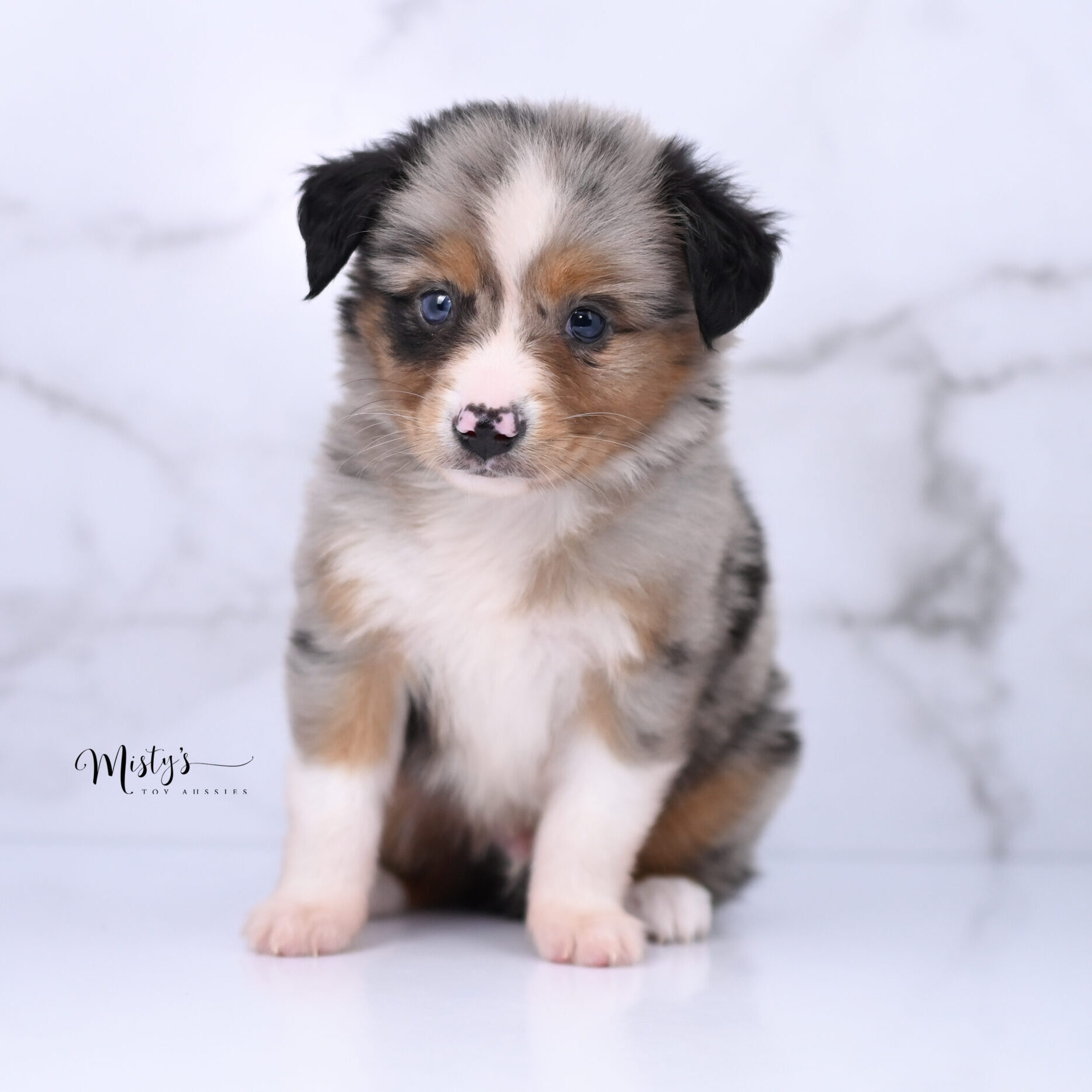 Australian Shepherd Puppies Pockets 6 Weeks48