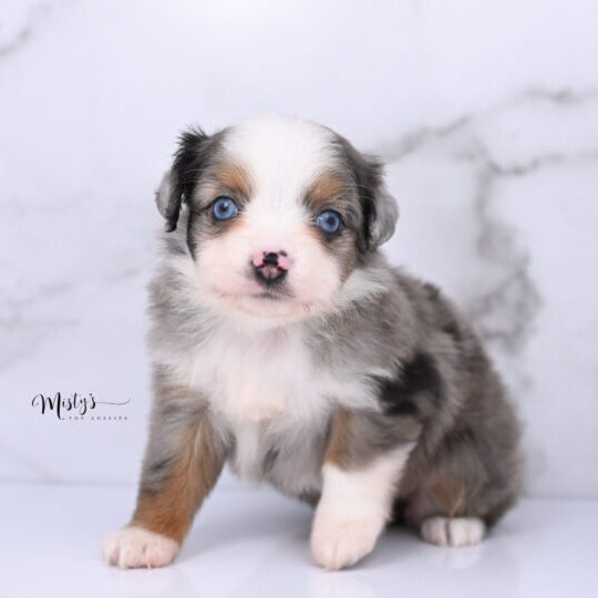 Australian Shepherd Puppies Posey 6 Weeks20