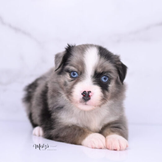Australian Shepherd Puppies Punky 6 Weeks64