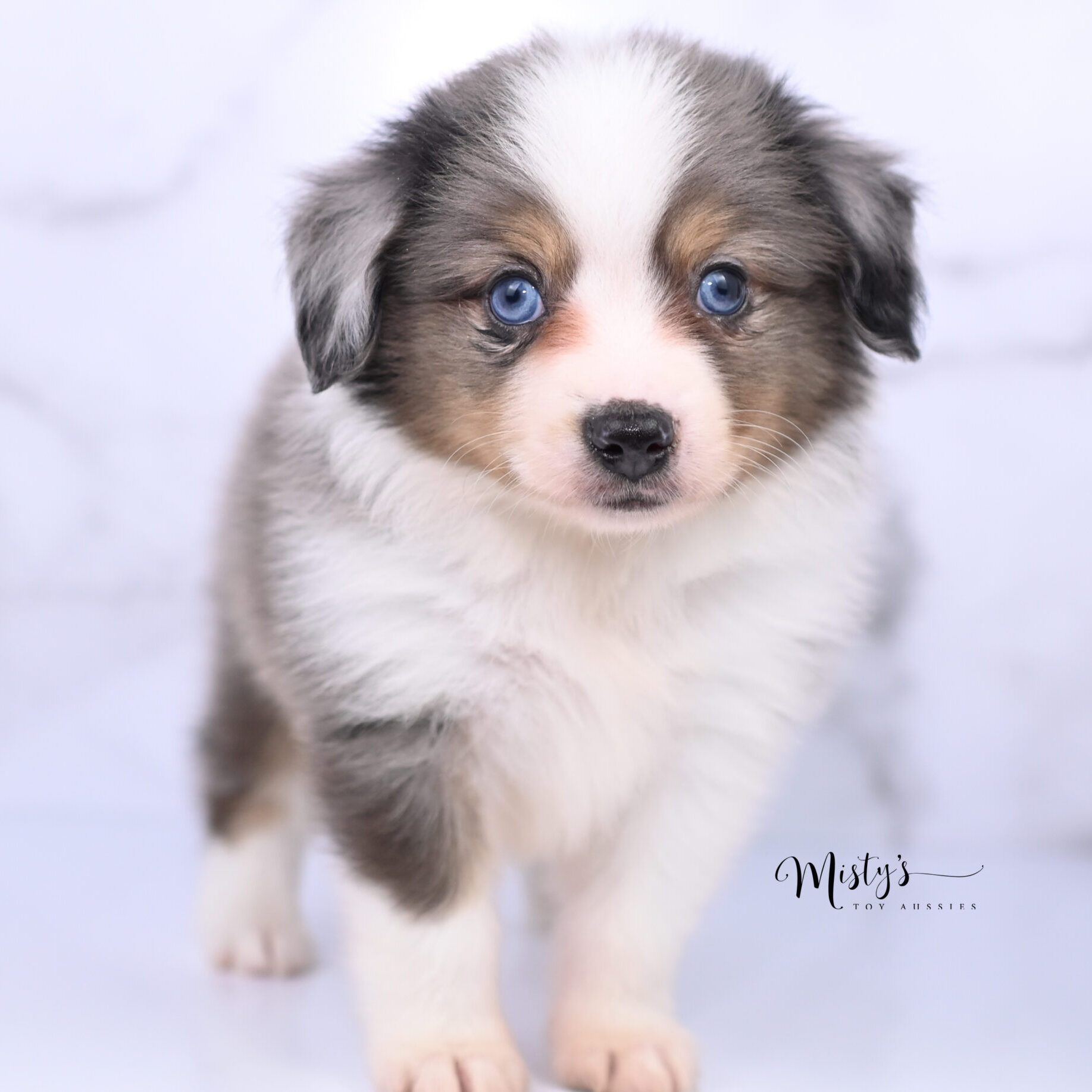 Australian Shepherd Puppies Ridge 6 Weeks43