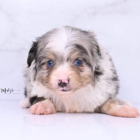 Australian Shepherd Puppies River 5 Weeks69