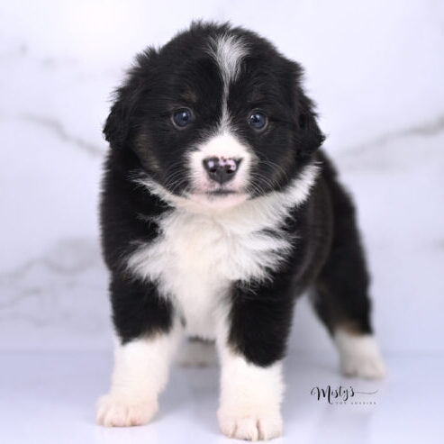 Australian Shepherd Puppies Scribble 5 Weeks08