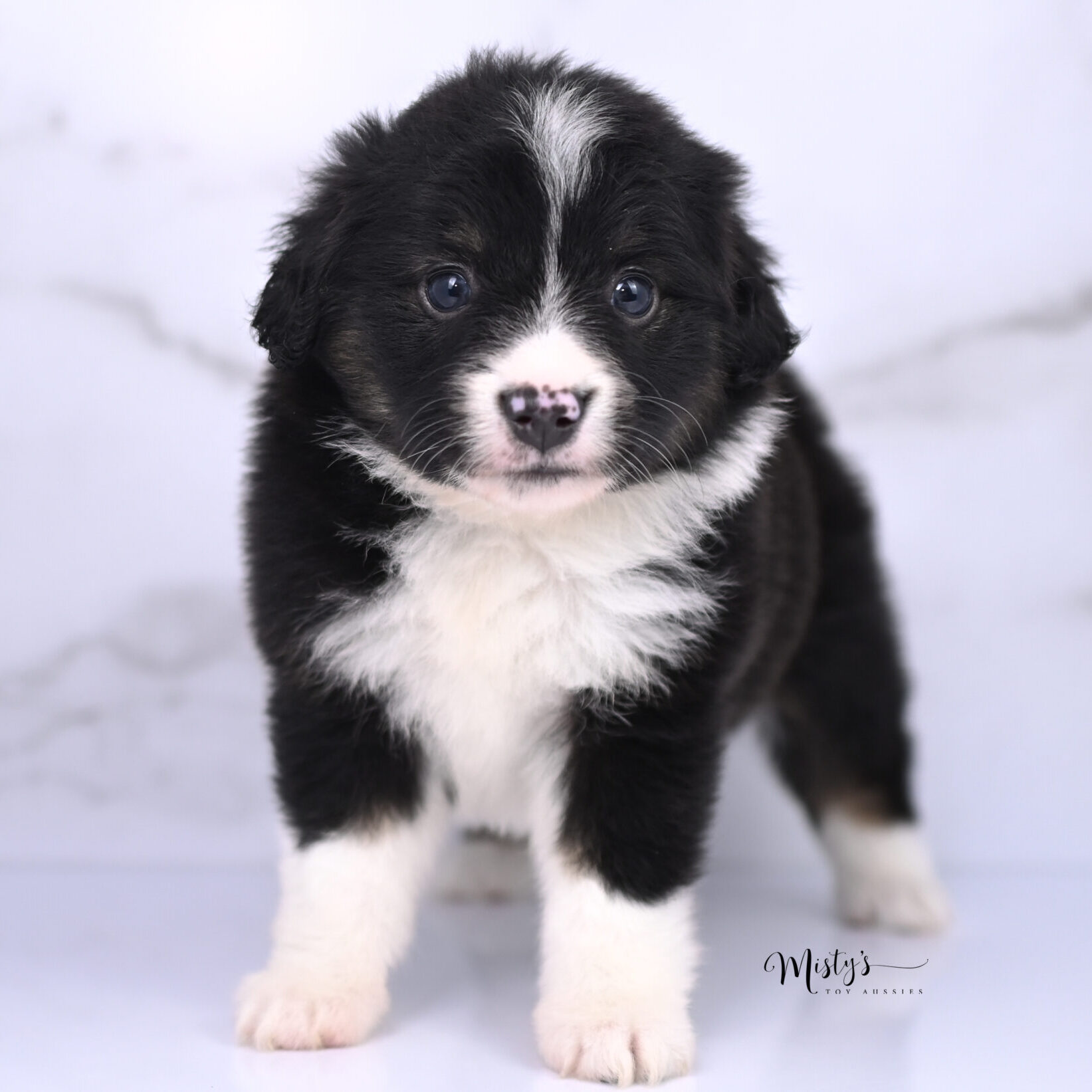 Australian Shepherd Puppies Scribble 5 Weeks08