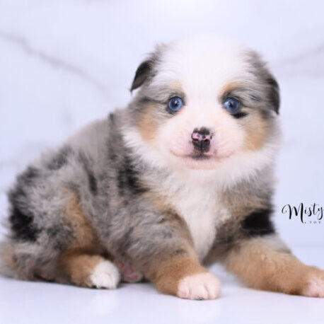 Australian Shepherd Puppies Skya 5 Weeks27