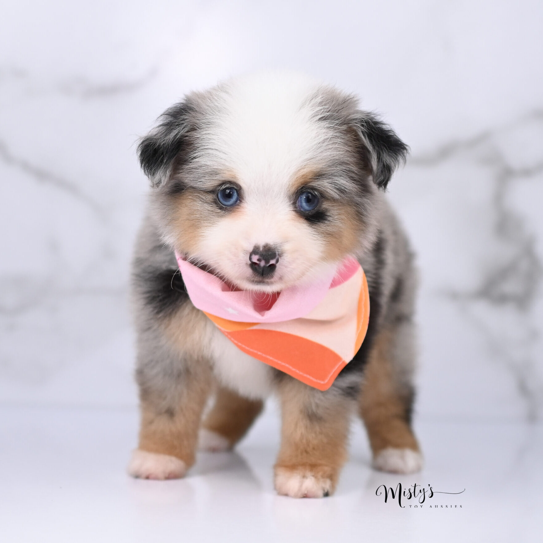 Australian Shepherd Puppies Skya 6 Weeks64
