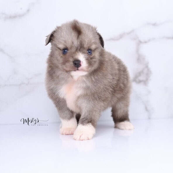 Australian Shepherd Puppies Spikey 5 Weeks09