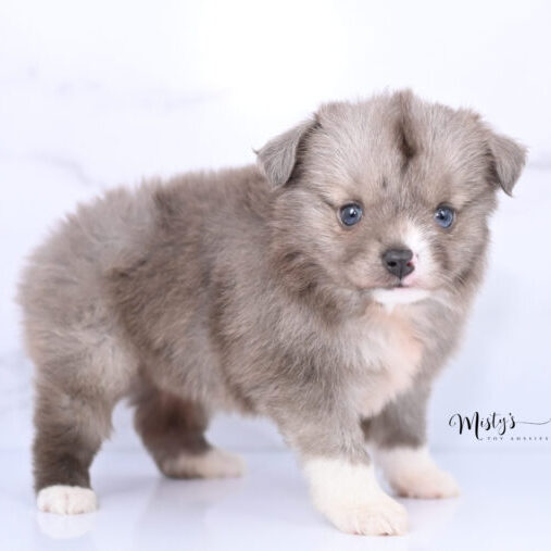 Australian Shepherd Puppies Spikey 6 Weeks92
