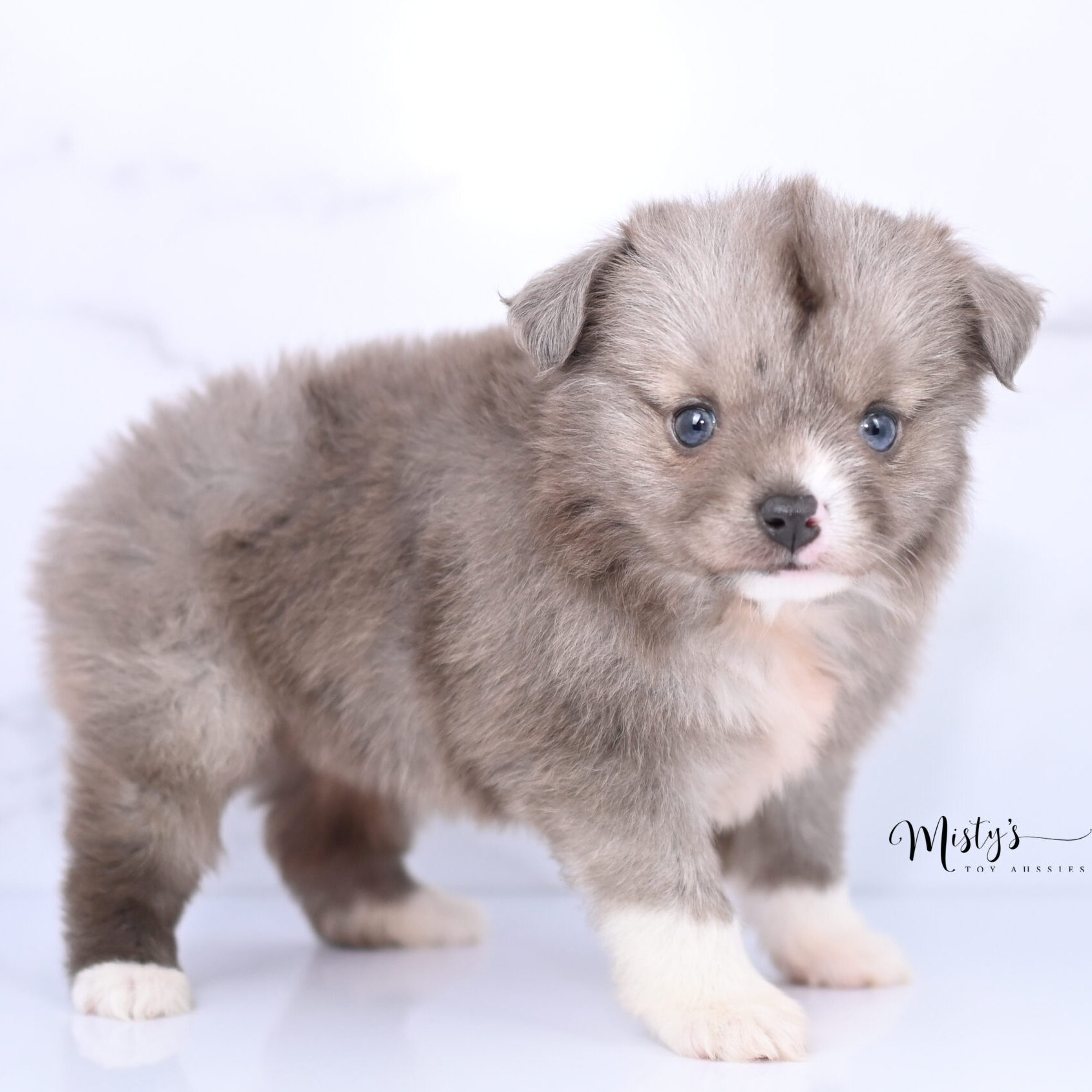 Australian Shepherd Puppies Spikey 6 Weeks92