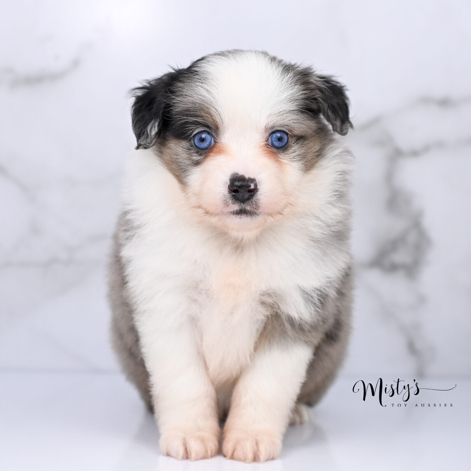 Australian Shepherd Puppies Sunday 6 Weeks19
