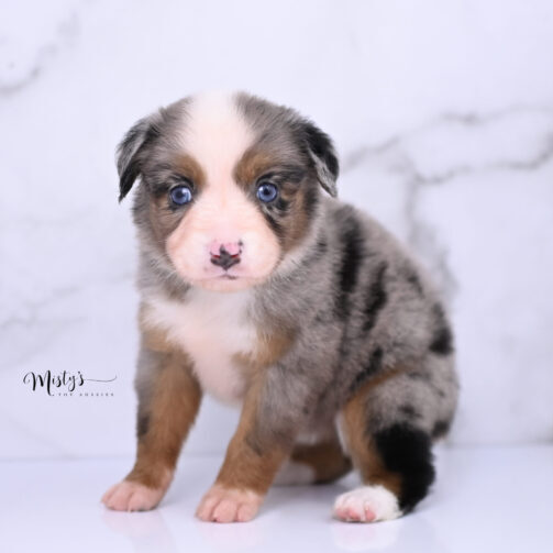 Australian Shepherd Puppies Thimble 5 Weeks82