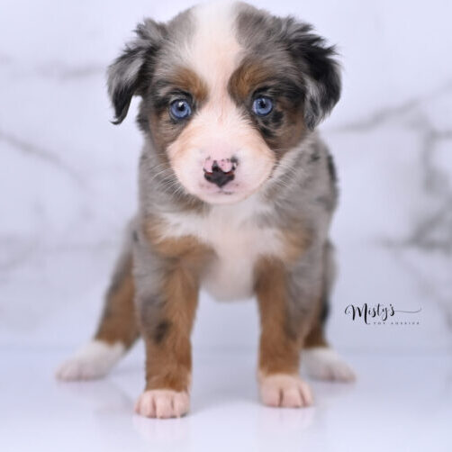 Australian Shepherd Puppies Thimble 6 Weeks10