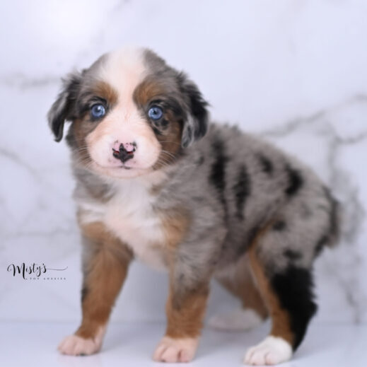 Australian Shepherd Puppies Thimble 6 Weeks26