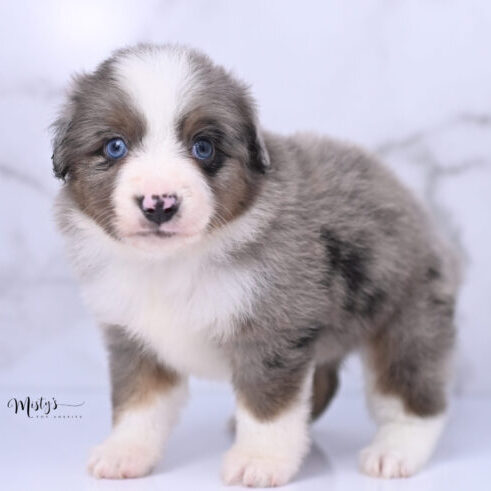 Australian Shepherd Puppies Tugboat 5 Weeks15