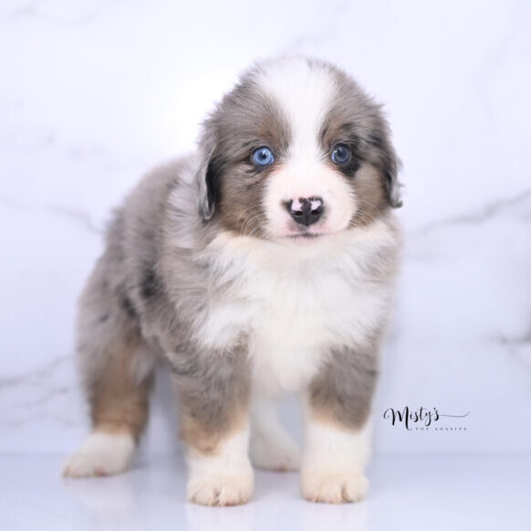 Australian Shepherd Puppies Tugboat 6 Weeks40
