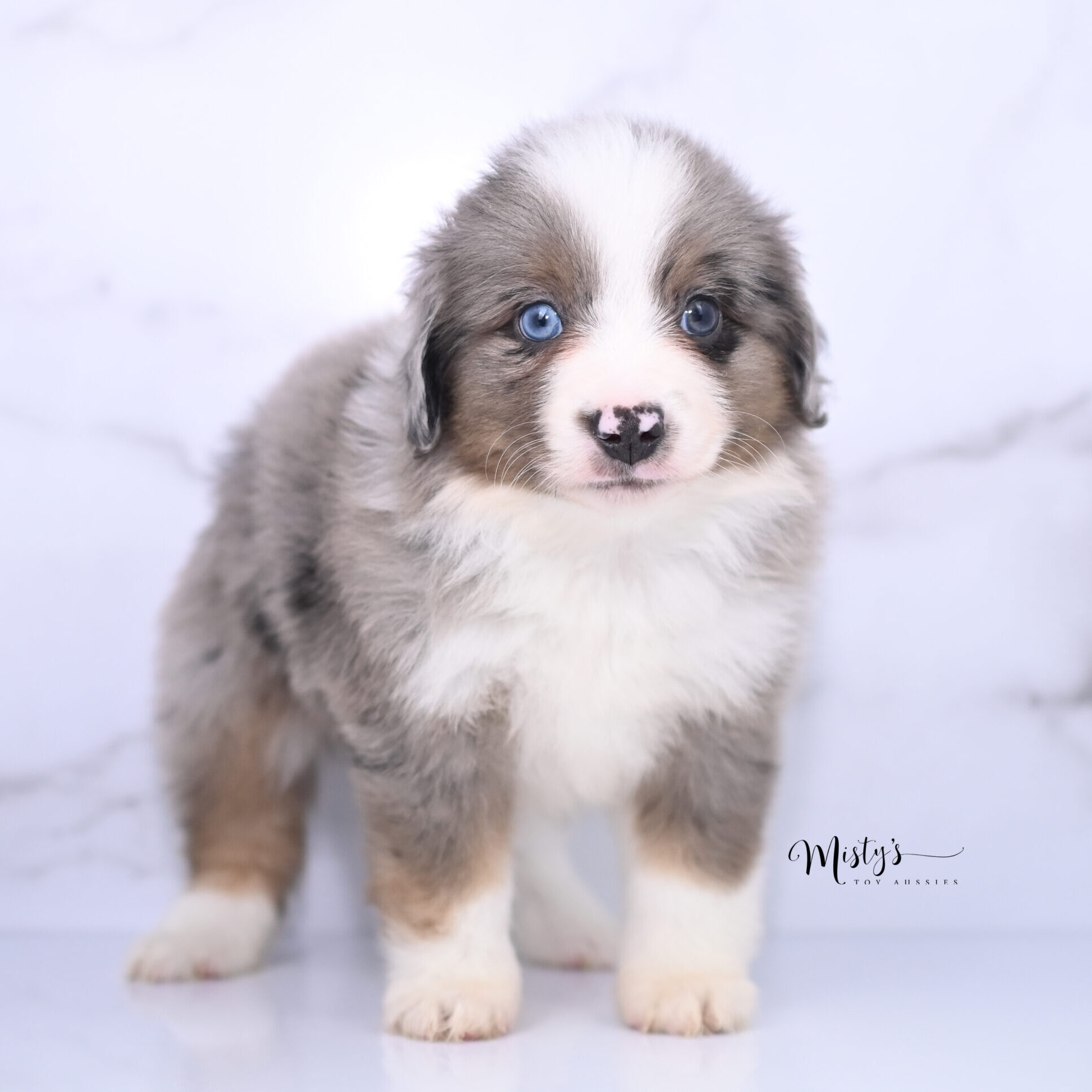 Australian Shepherd Puppies Tugboat 6 Weeks40