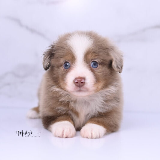 Australian Shepherd Puppies Turnip 5 Weeks56