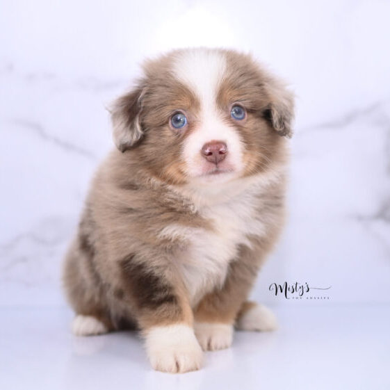 Australian Shepherd Puppies Turnip 6 Weeks21