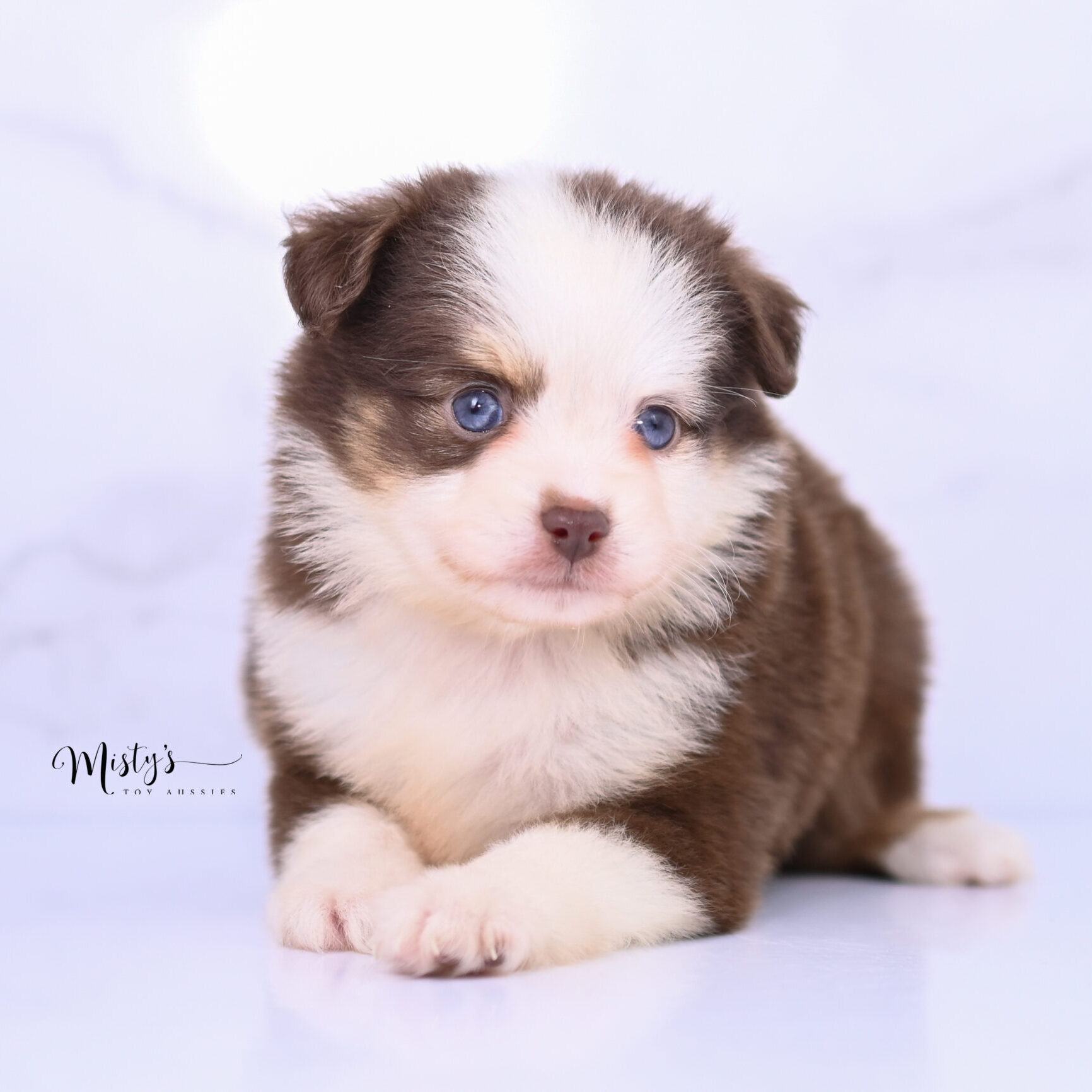 Australian Shepherd Puppies Wisp 6 Weeks40
