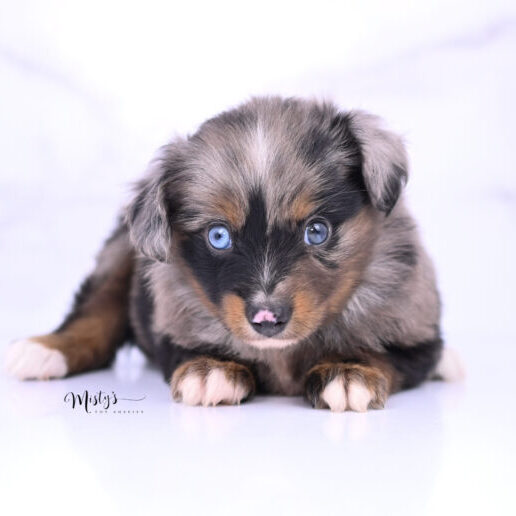 Australian Shepherd Puppies Zadie 6 Weeks07