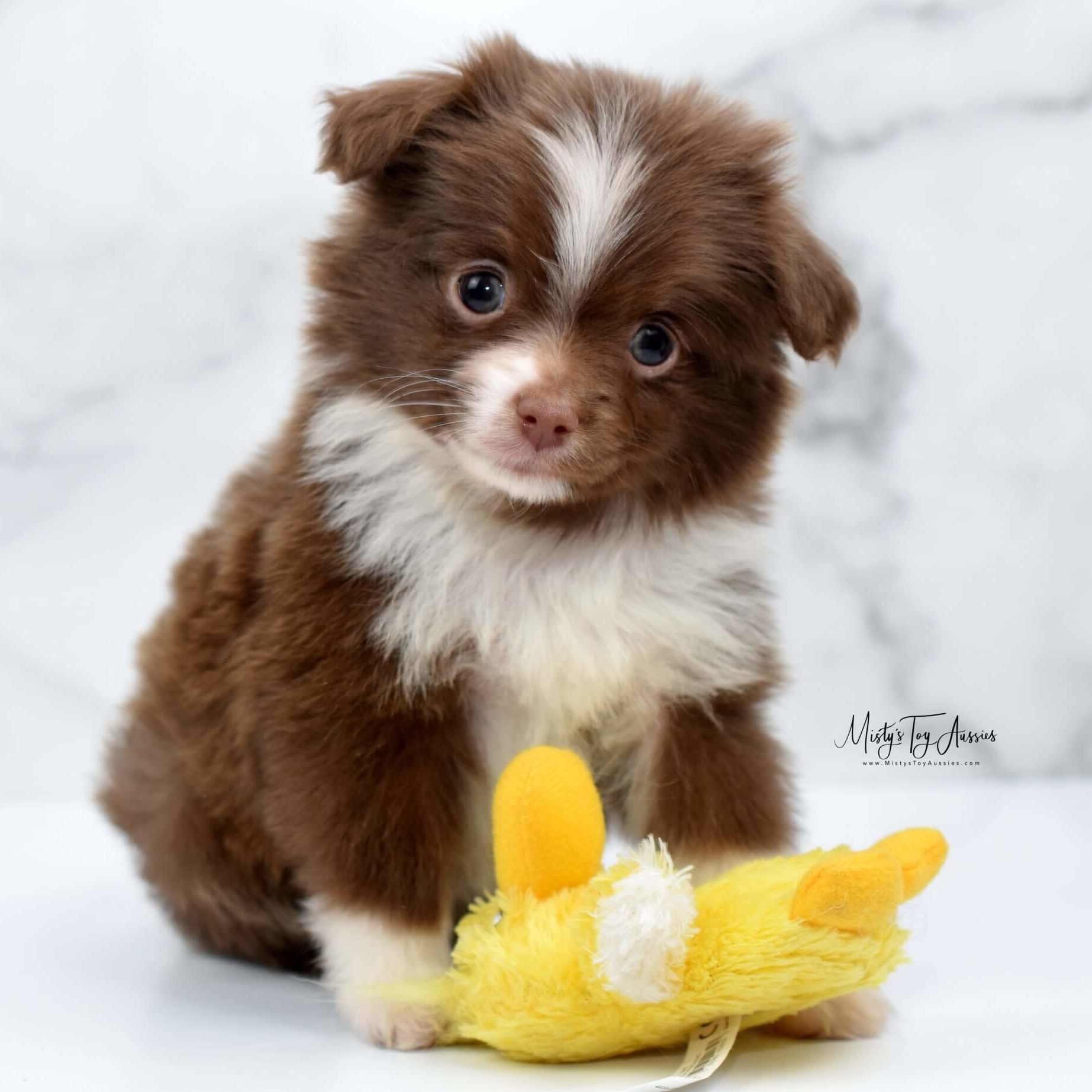cute puppy cute puppy