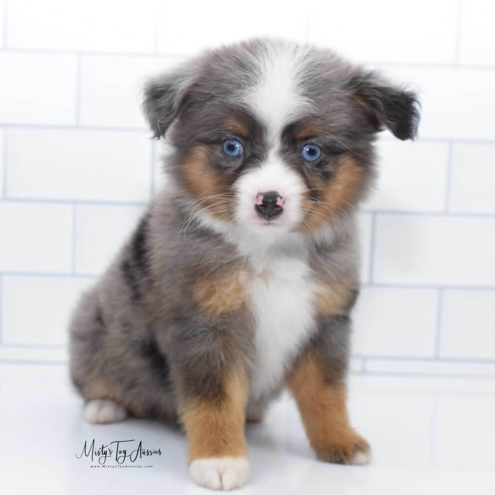 New Puppies Misty s Toy Aussies