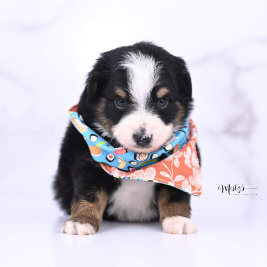 DSC Australian Shepherd Puppies CUBBY 5 Weeks74