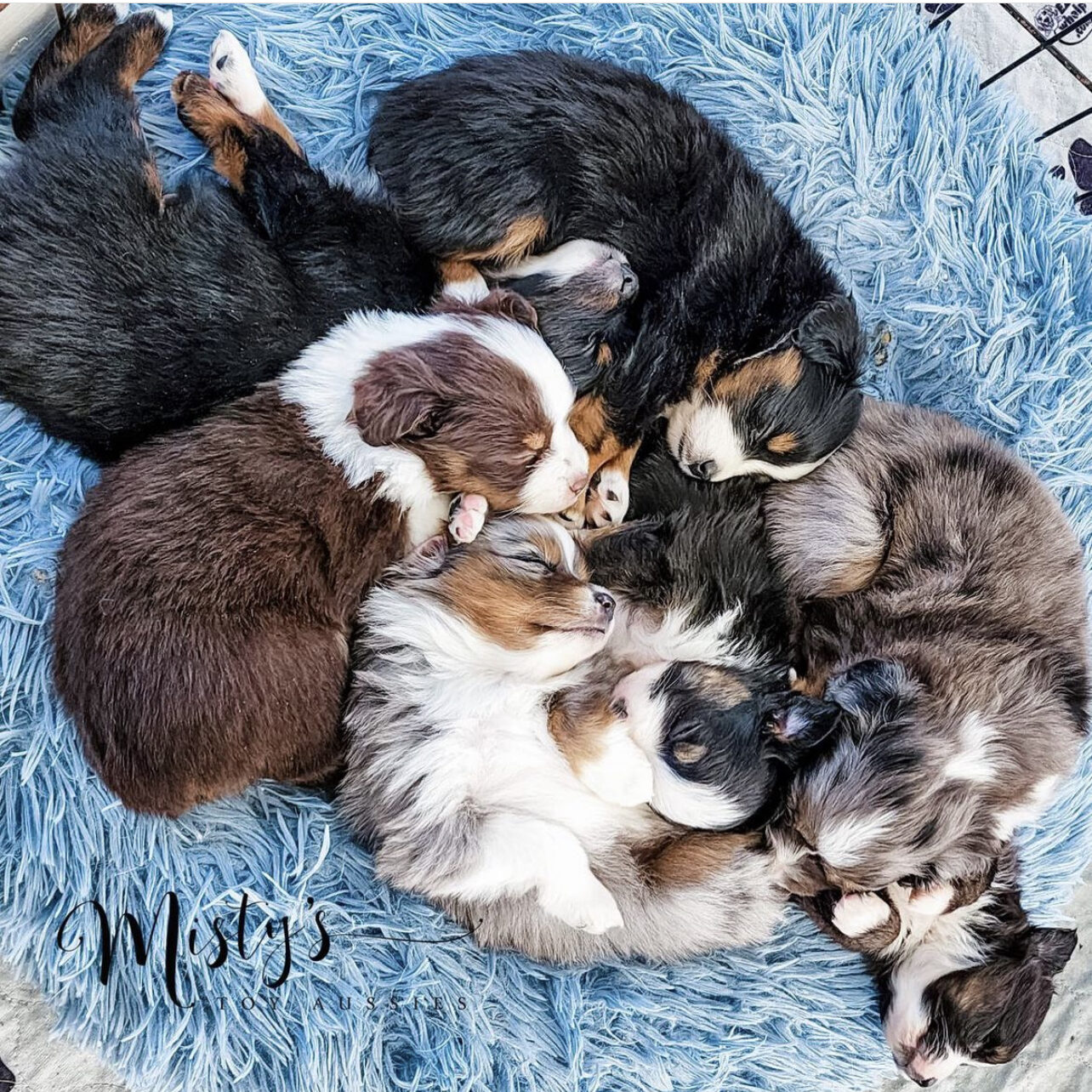 Puppy Nursery  Misty's Toy Aussies