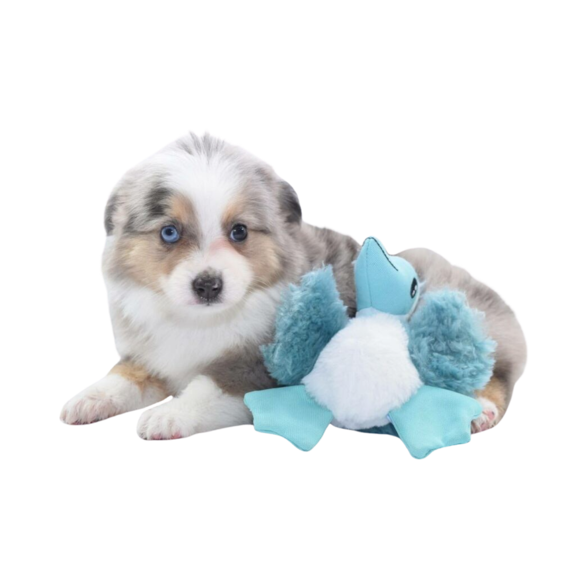 Find Australian Shepherd stuffed animals, facts and information in The  Kennel.