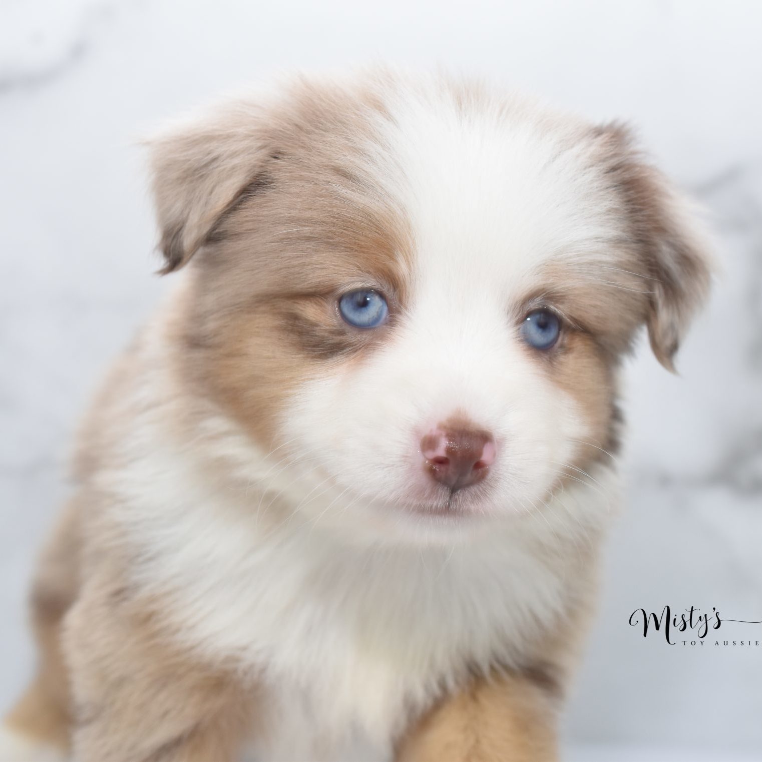 mini aussie (6)