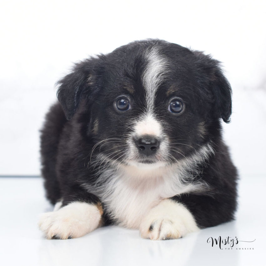 Mini / Toy Australian Shepherd Puppy Dixie Mini / Toy Australian Shepherd Puppy Dixie