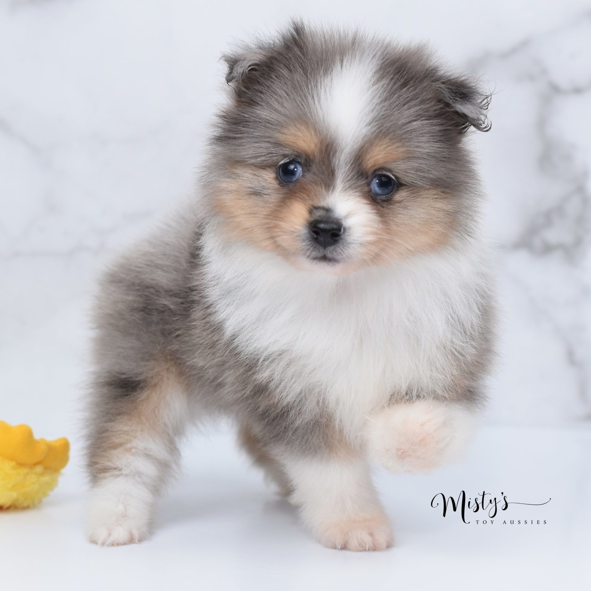 toy aussie (5) toy aussie (5)