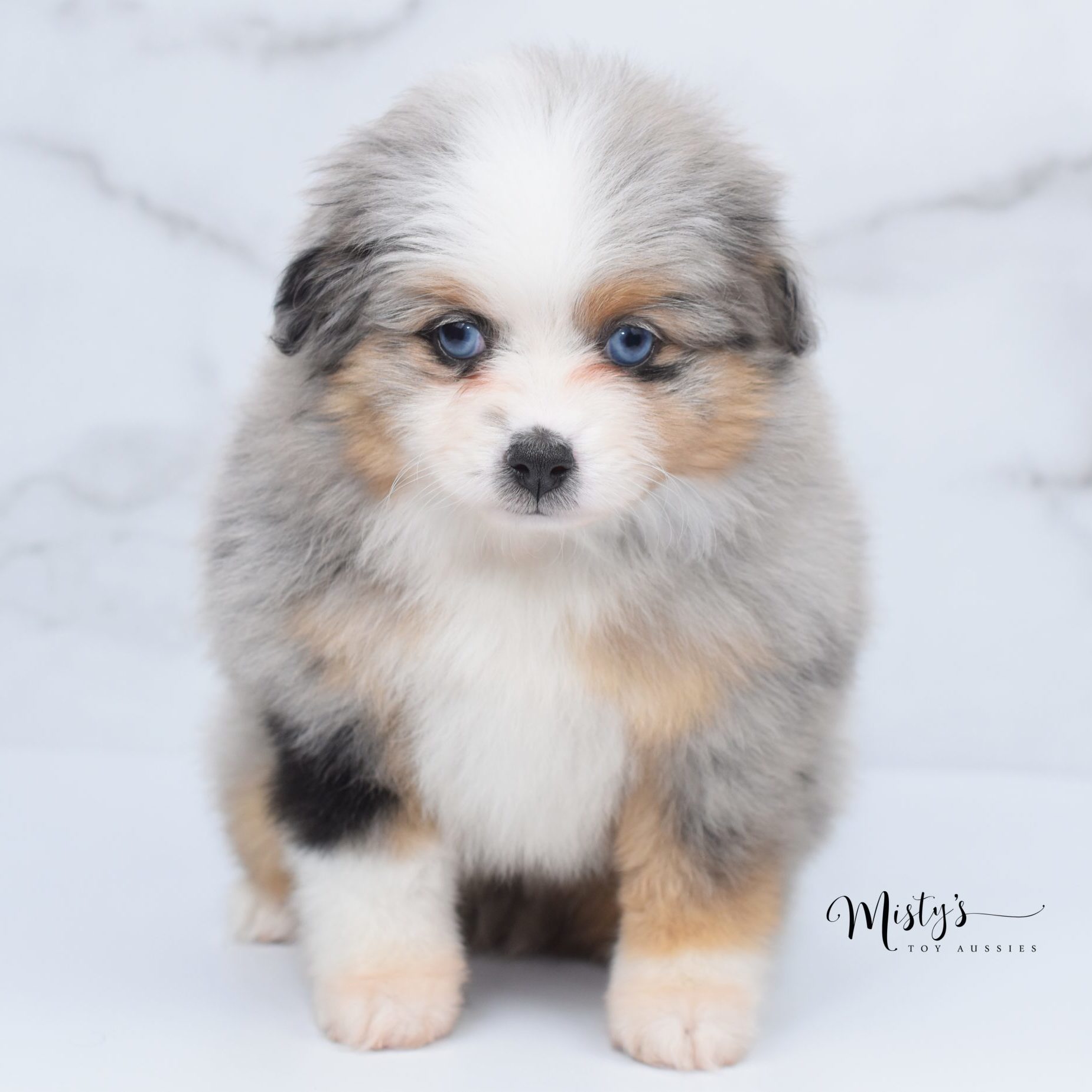 toy aussie puppies (12) toy aussie puppies (12)