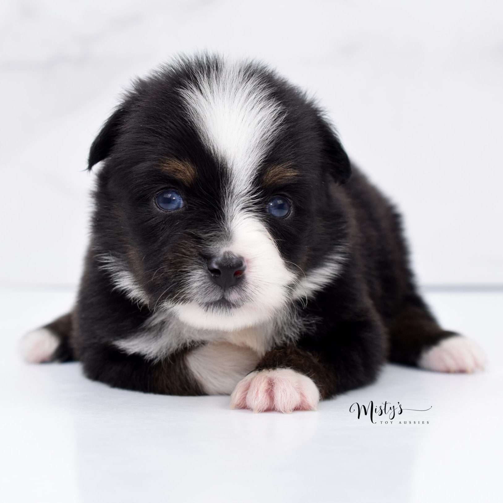 Mini / Toy Aussie Puppy Mini / Toy Aussie Puppy