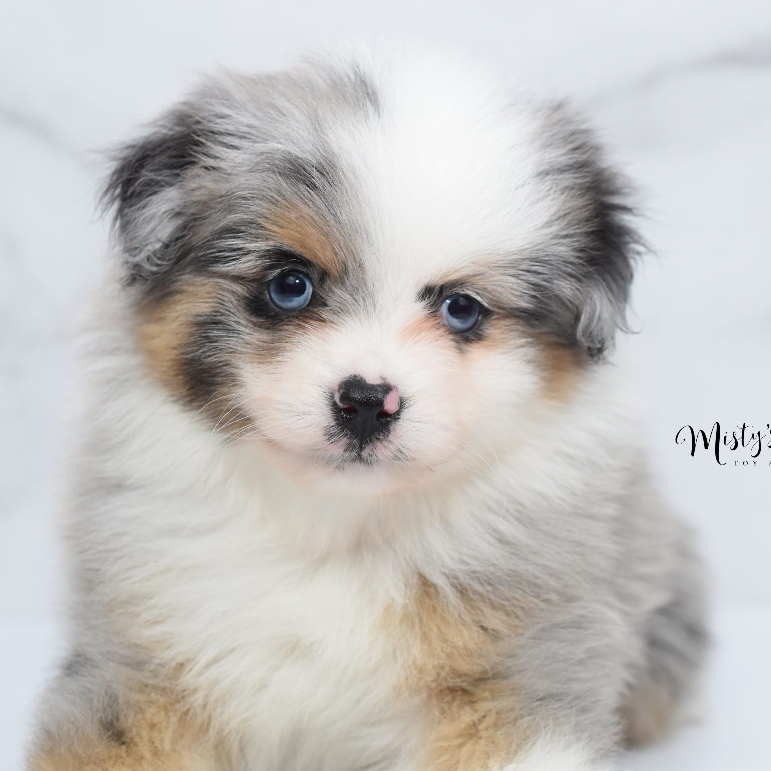 toy aussies (7) toy aussies (7)