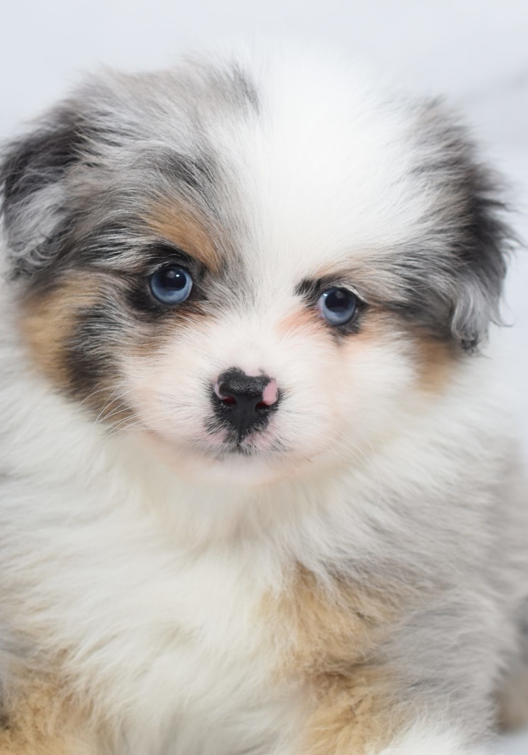 toy aussies (7) toy aussies (7)