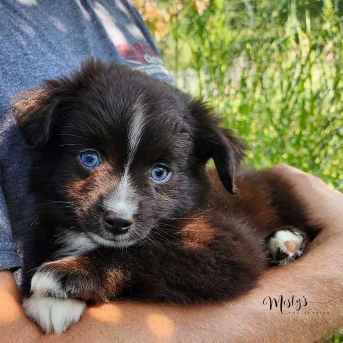Mini / Toy Australian Shepherd Puppy Fudgie Mini / Toy Australian Shepherd Puppy Fudgie