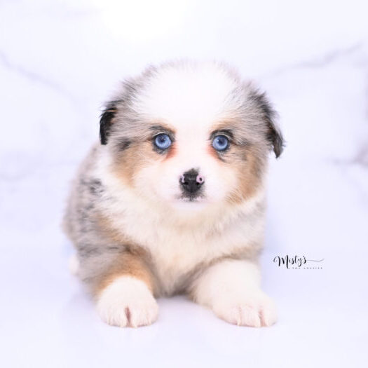 Miniature australian shepherd puppies for sale online