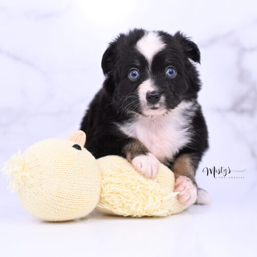 Toy Australian Shepherd Puppies Tingle 5 Weeks39
