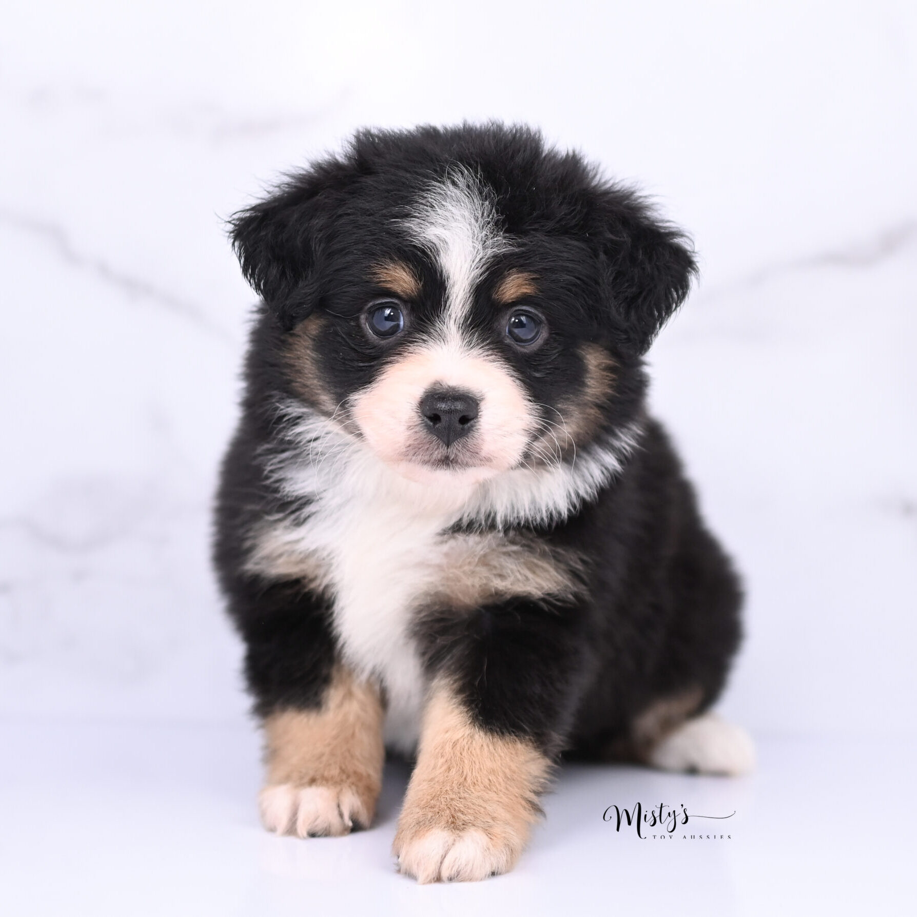 Toy Australian Shepherd Puppies Benny 6 Weeks20