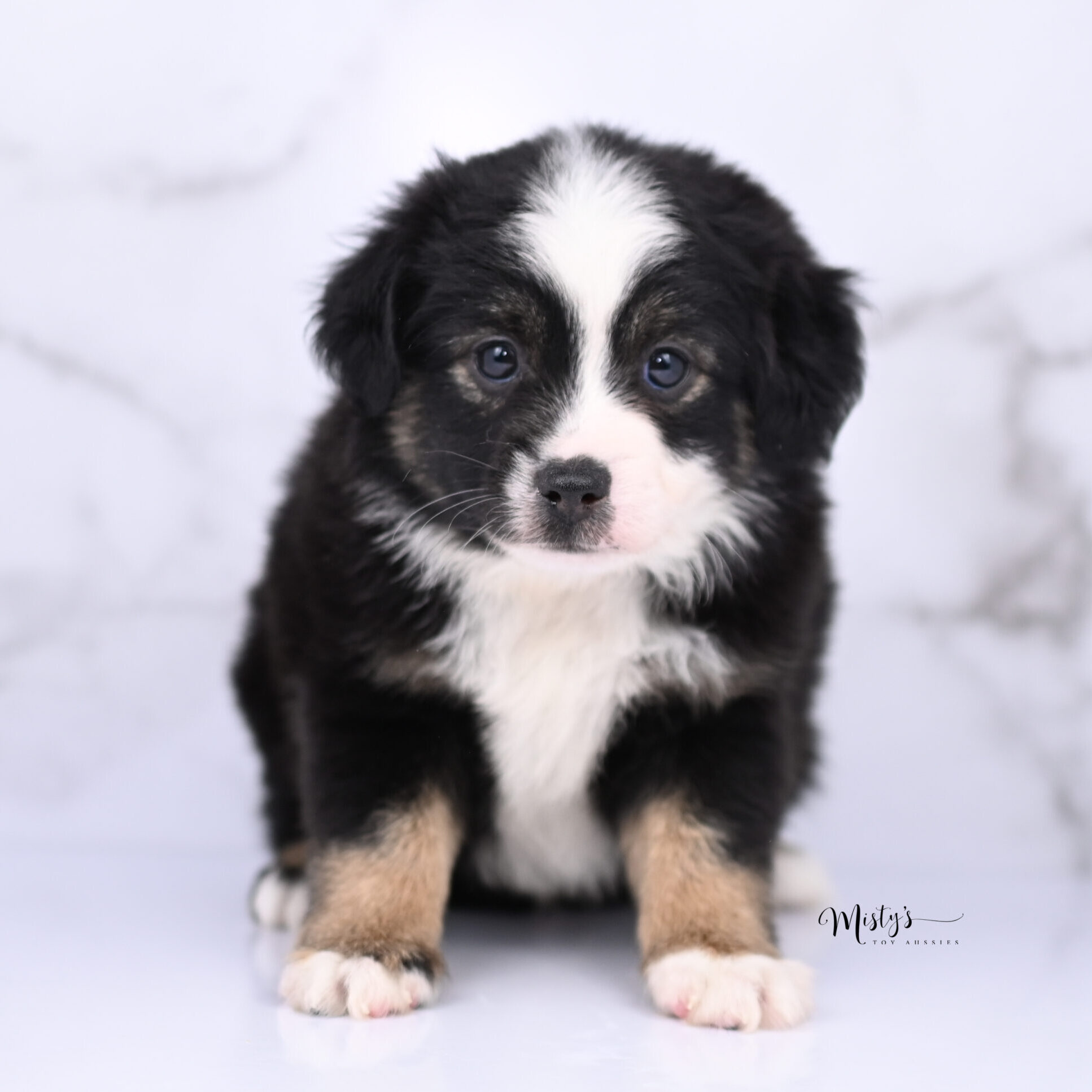Toy Australian Shepherd Puppies Bovie 6 Weeks97