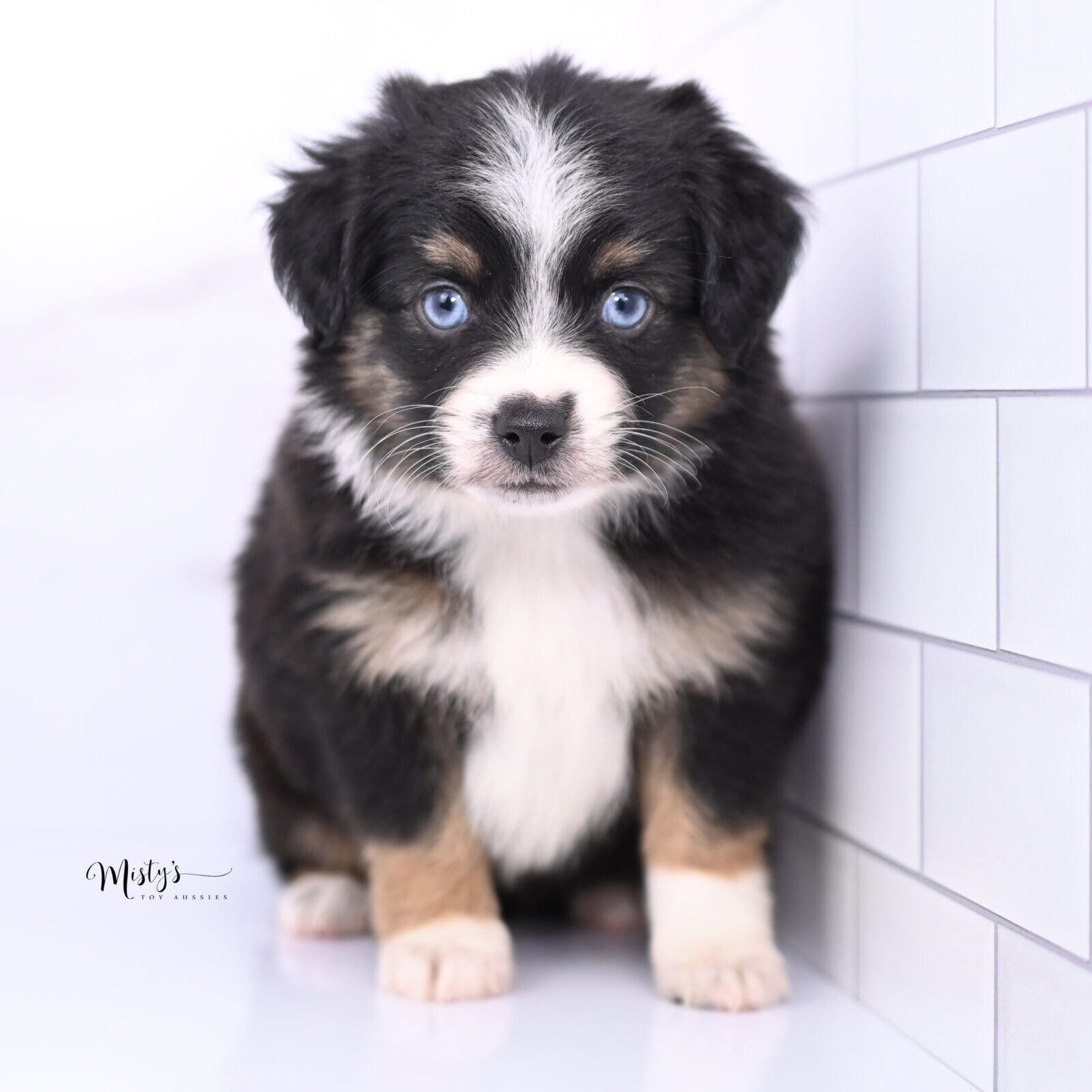 Toy Australian Shepherd Puppies Ellavie 6 Weeks40