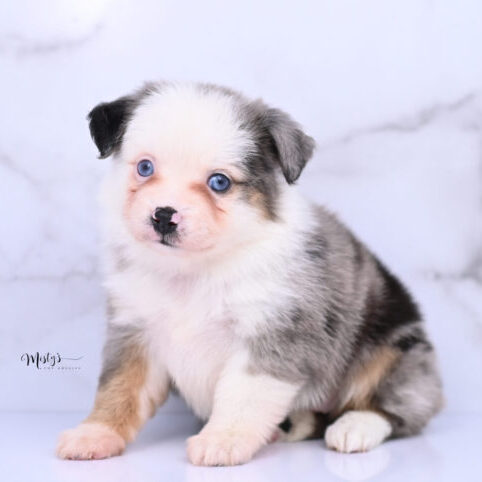 Toy Australian Shepherd Puppies Larue 6 Weeks98